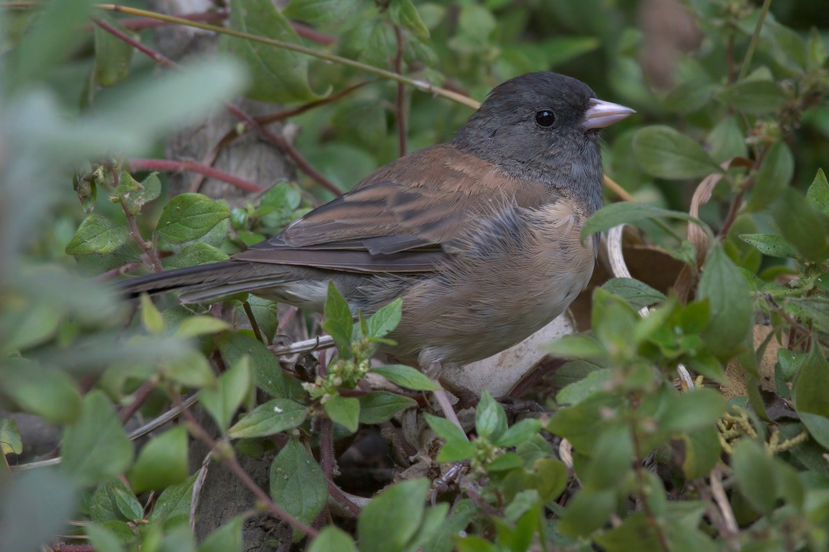 Dark-eyed Junco - Dmitriy Aronov