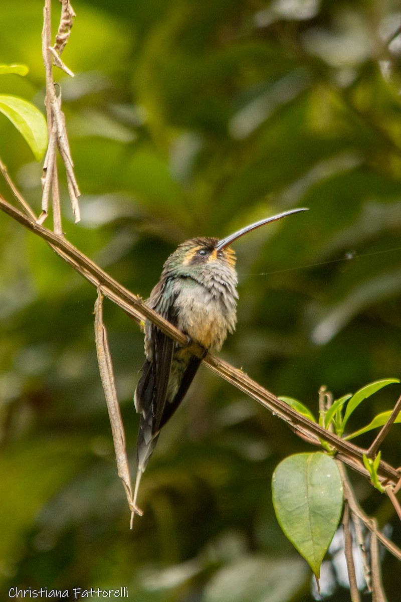 Green Hermit - ML361575941