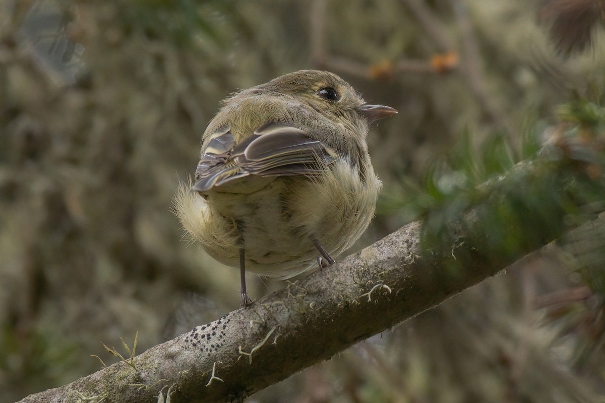 Hutton's Vireo - Dmitriy Aronov