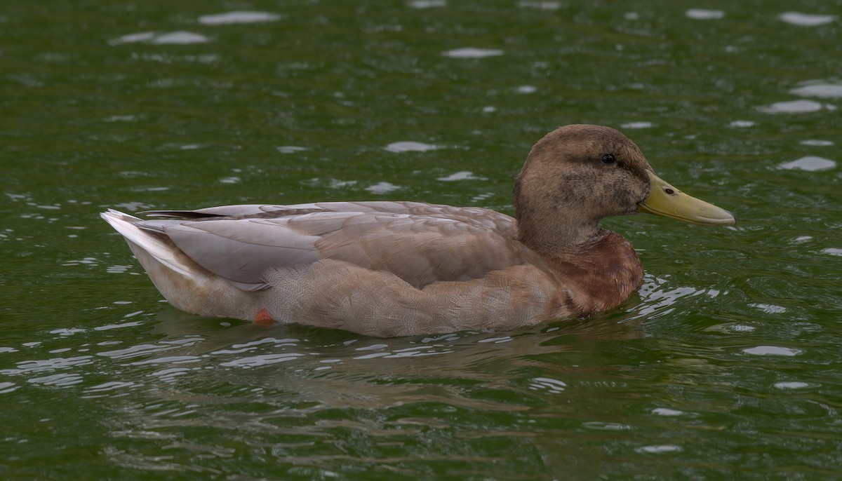 Mallard - Dmitriy Aronov