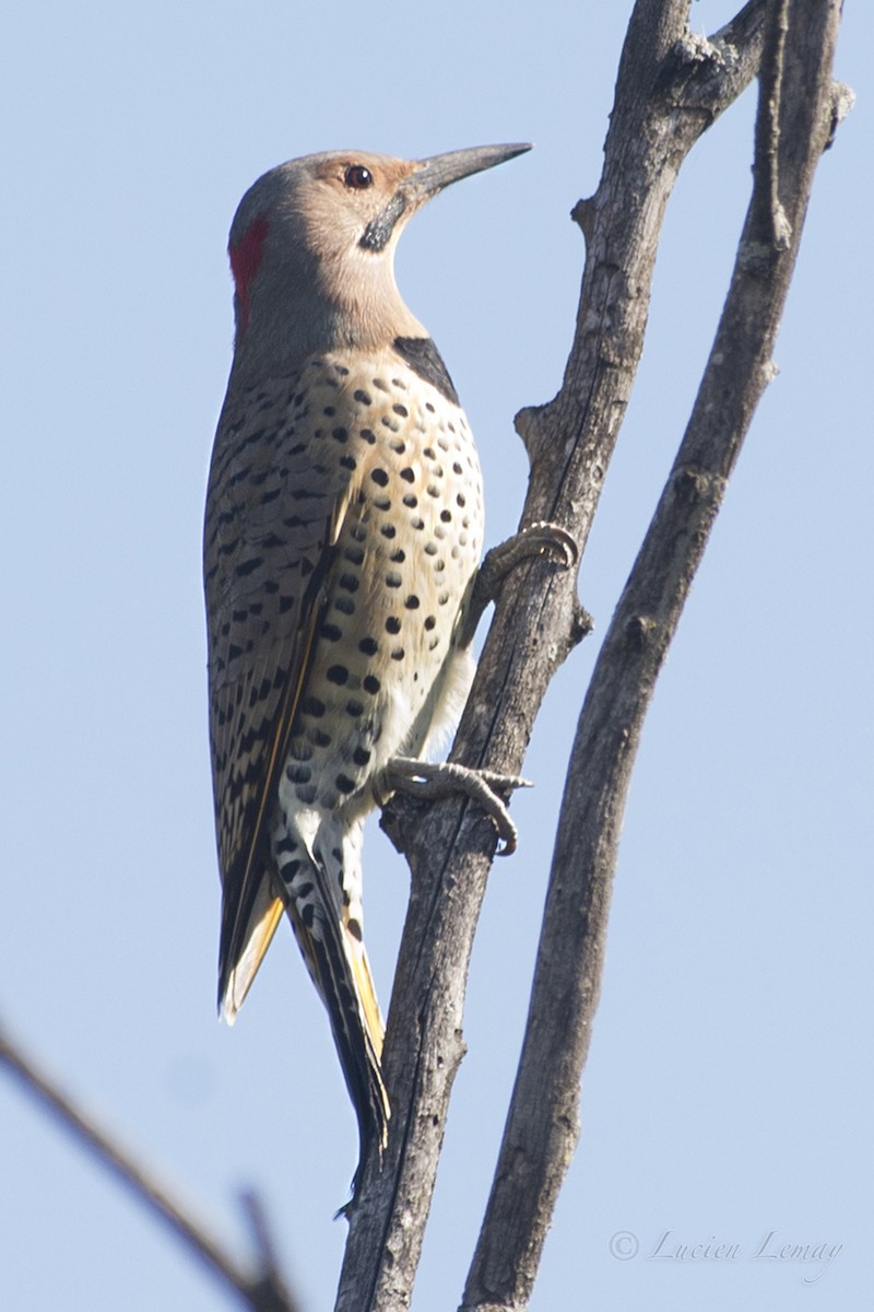 Northern Flicker - Lucien Lemay