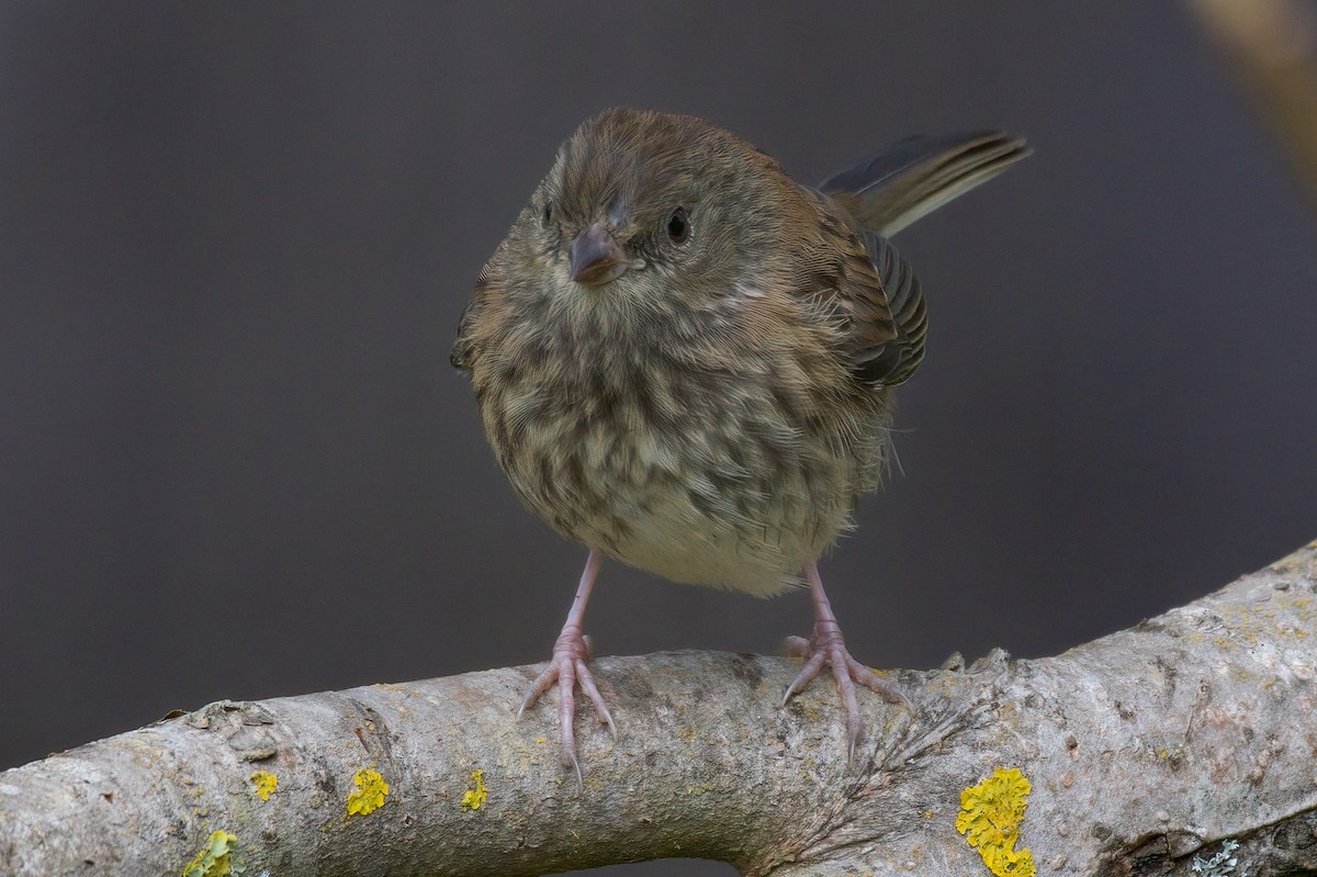 Song Sparrow - Dmitriy Aronov