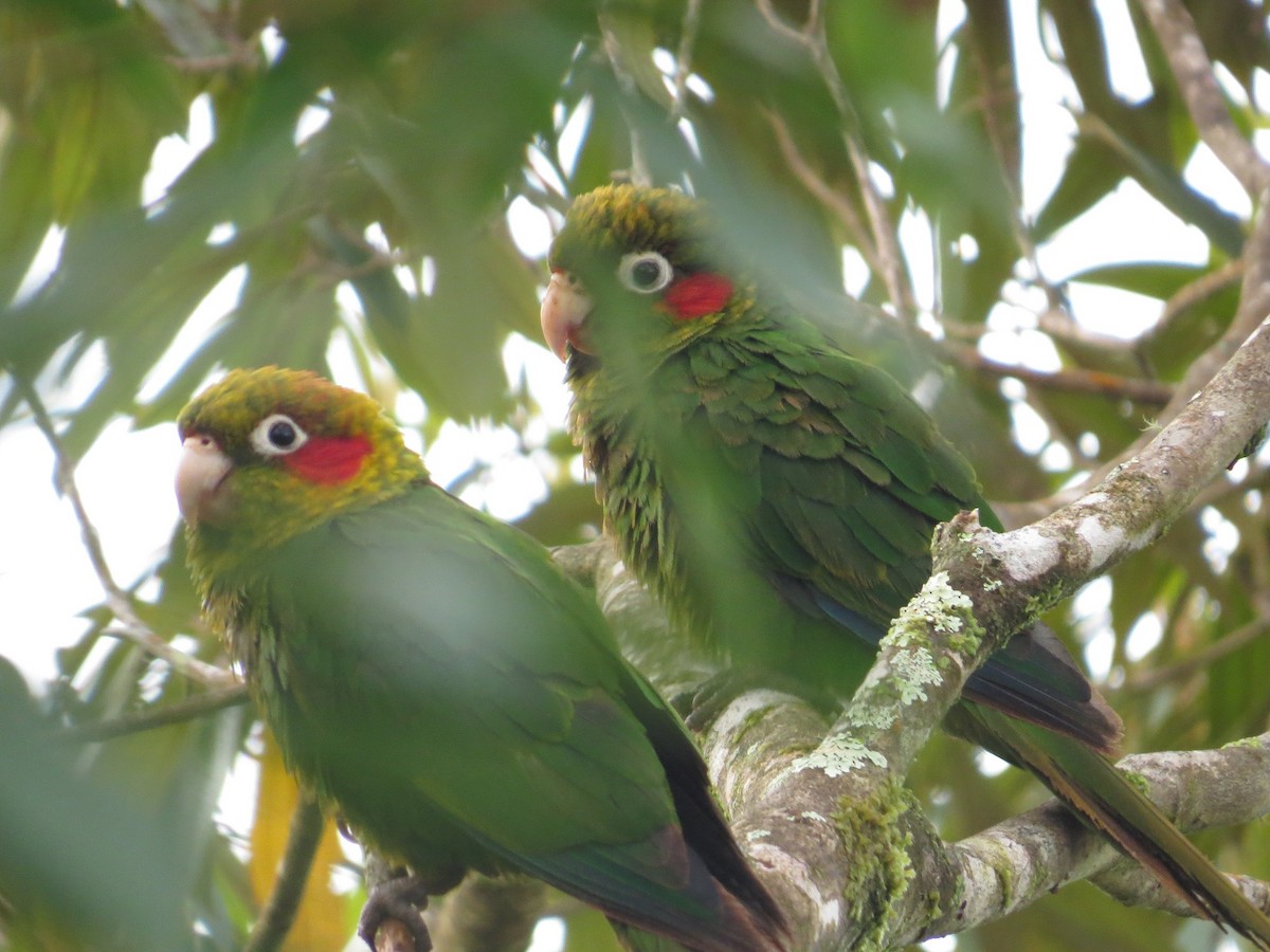 Sulphur-winged Parakeet - Róger Rodríguez Bravo