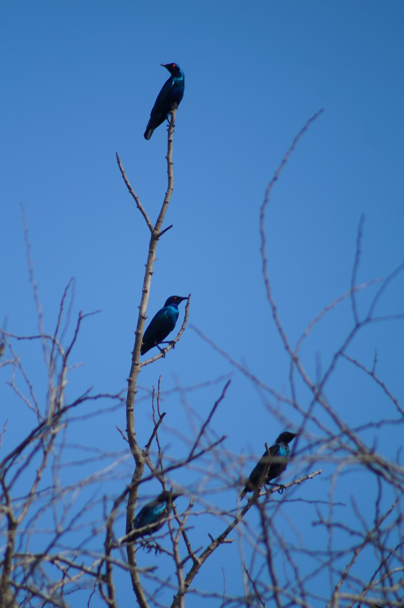 Bronze-tailed Starling - ML361576961