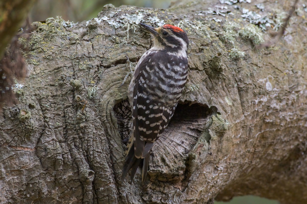 Nuttall's Woodpecker - Dmitriy Aronov