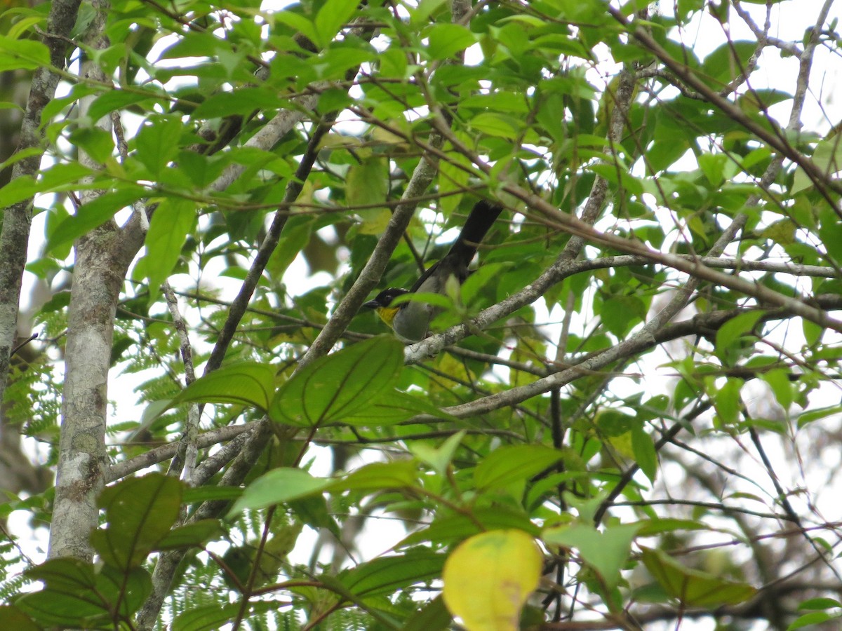 White-naped Brushfinch - Róger Rodríguez Bravo