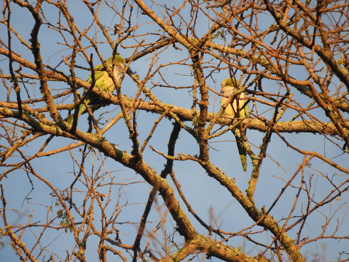 Monk Parakeet - ML361581631