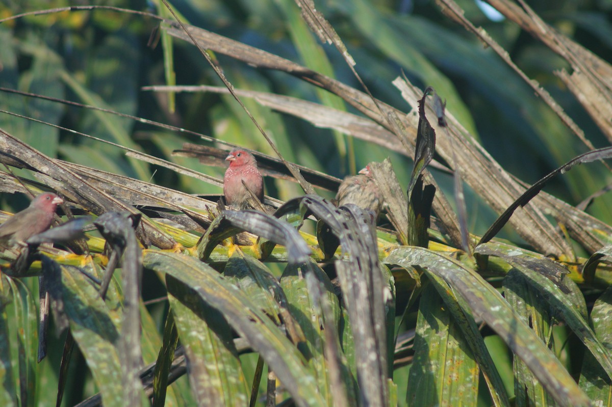 Bar-breasted Firefinch - Daniel Traub