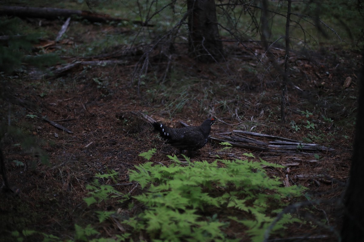 Spruce Grouse (Franklin's) - ML361584611