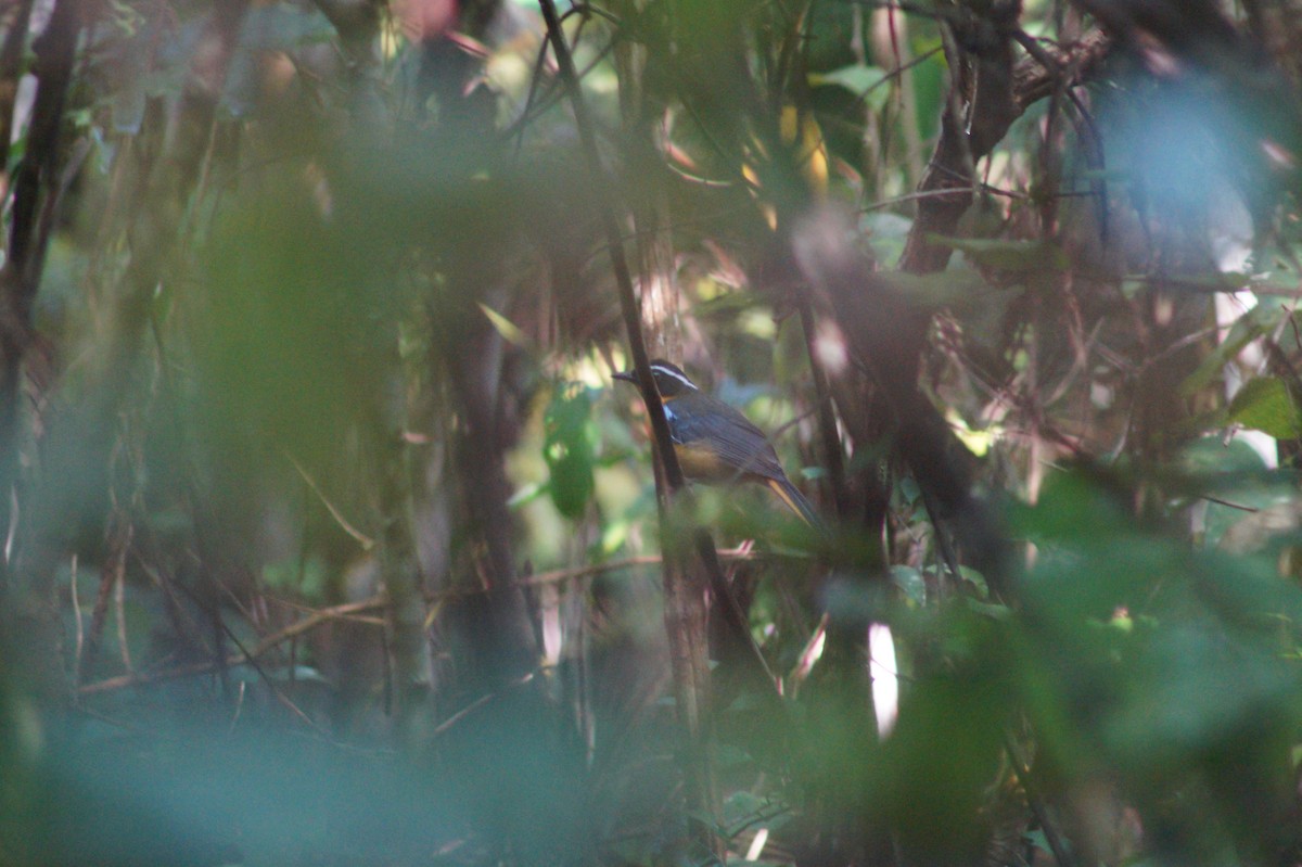 Blue-shouldered Robin-Chat - Daniel Traub