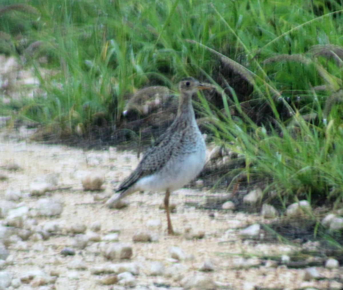 Upland Sandpiper - Lisa Hughes