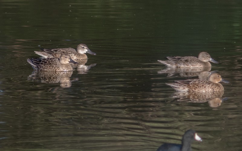 Blue-winged Teal - ML36158721