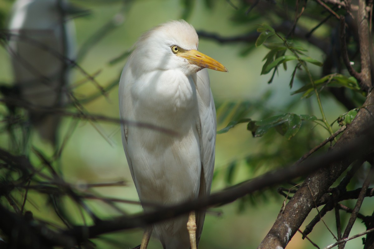 Western Cattle Egret - ML361588021