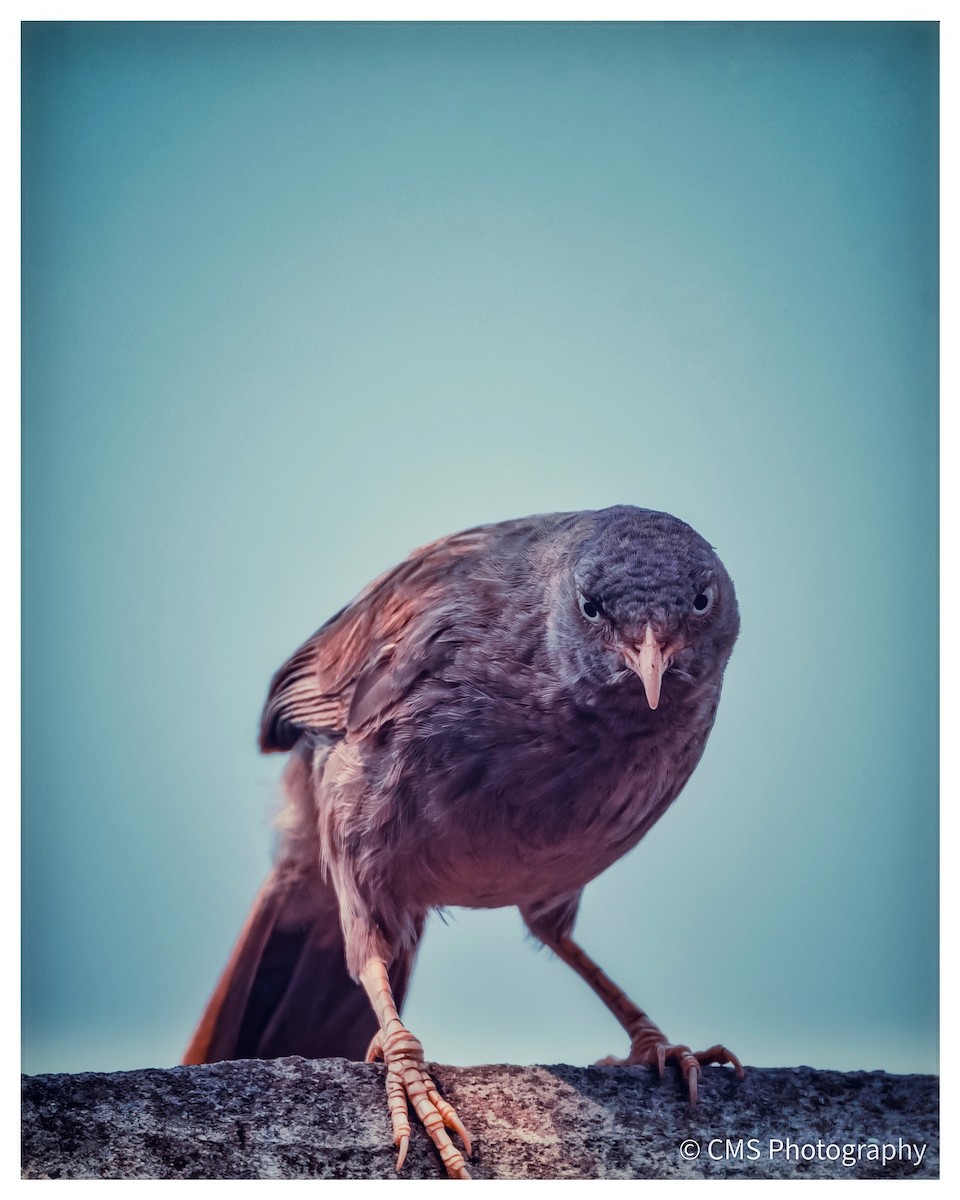 Jungle Babbler - ML361589831