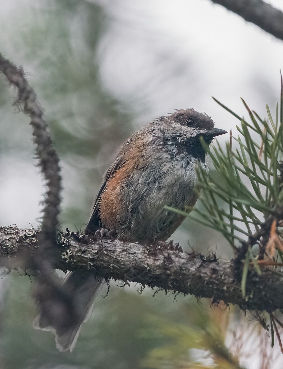 Boreal Chickadee - Russell Thorstrom