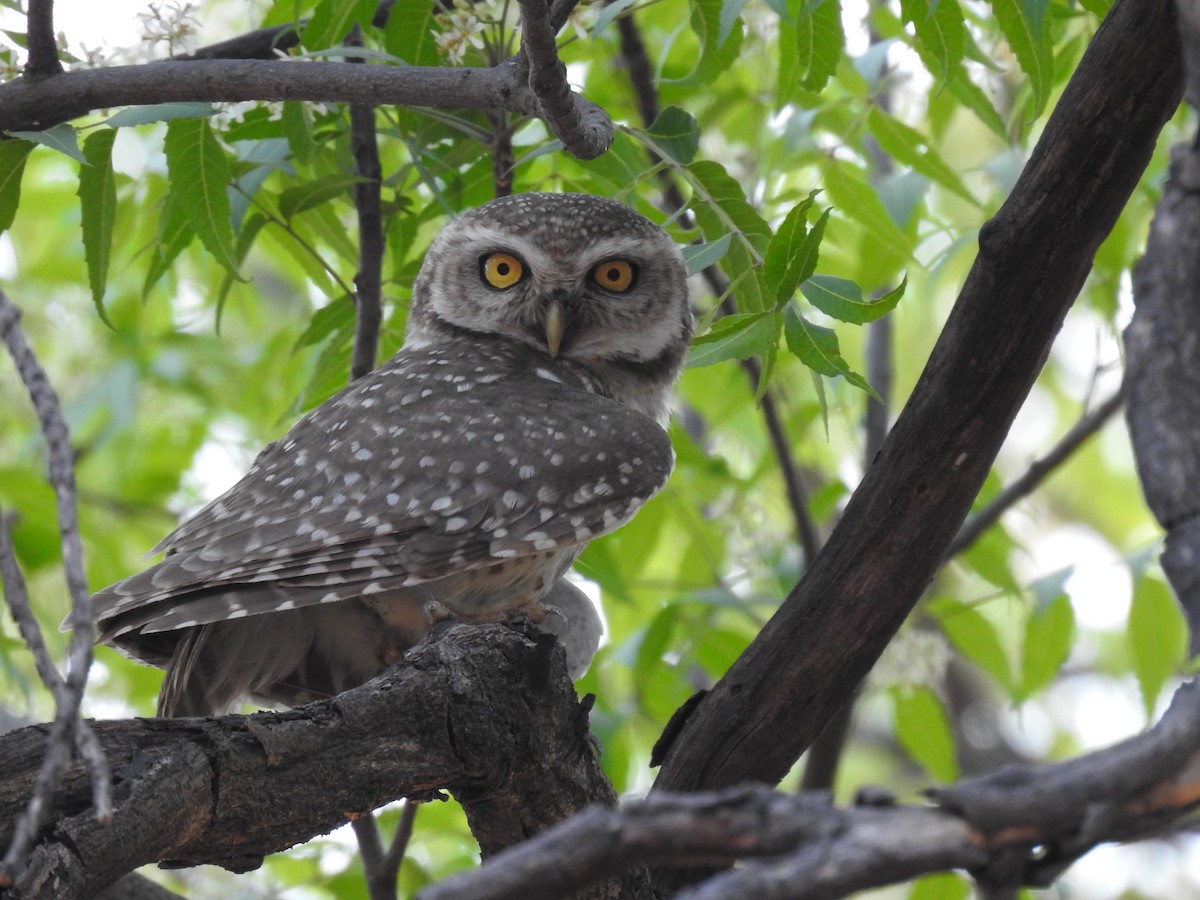 Spotted Owlet - ML361591031