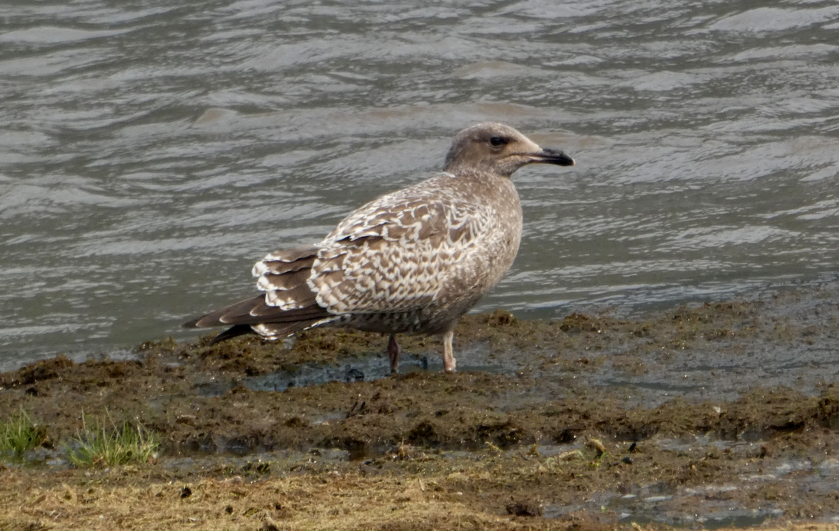 California Gull - ML361591101