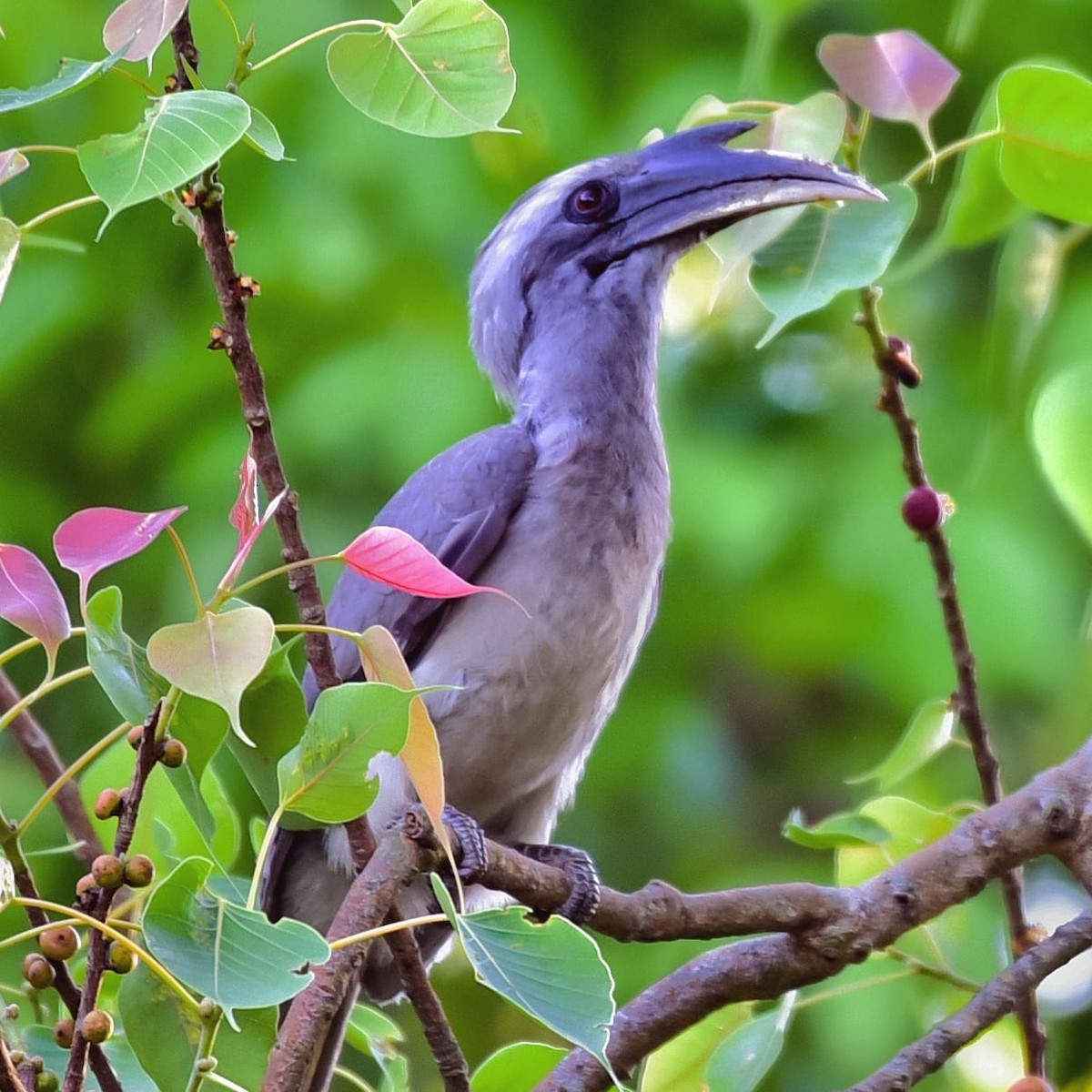 Indian Gray Hornbill - ML361591771