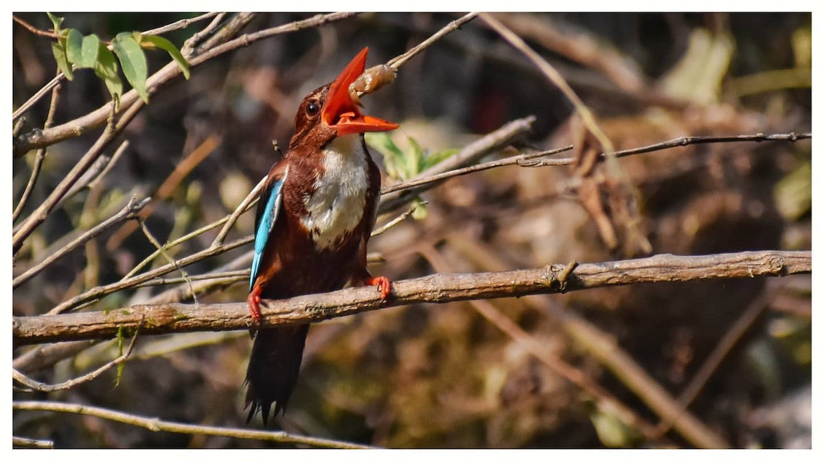White-throated Kingfisher - ML361592651