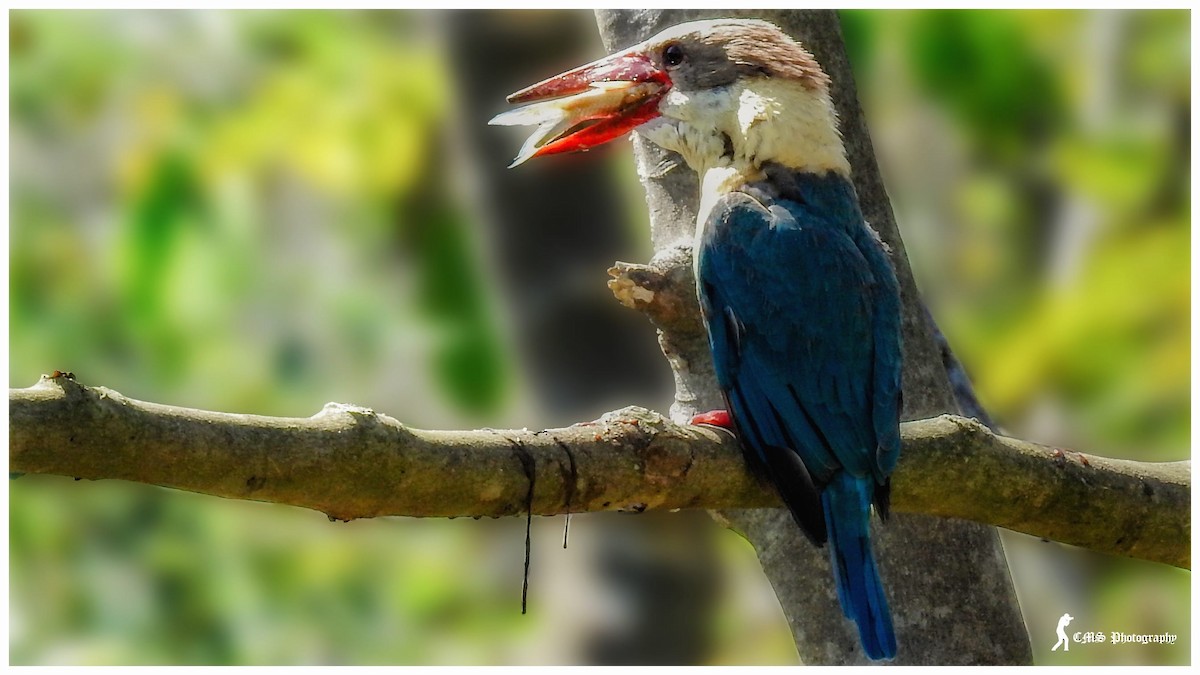 White-throated Kingfisher - ML361592681