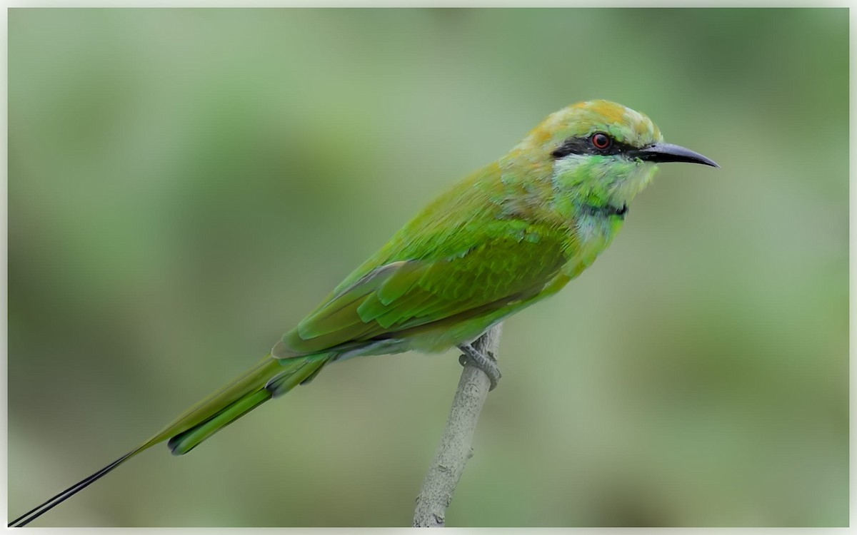 bee-eater sp. - ML361592751