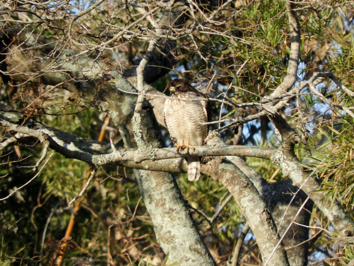 Roadside Hawk - Gonzalo Diaz