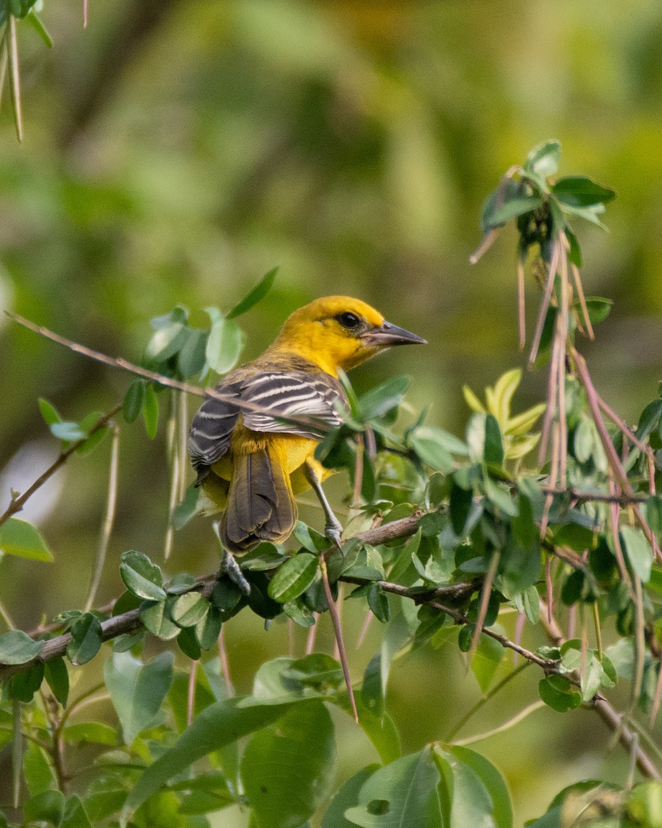 Spot-breasted Oriole - Oscar  Cordón