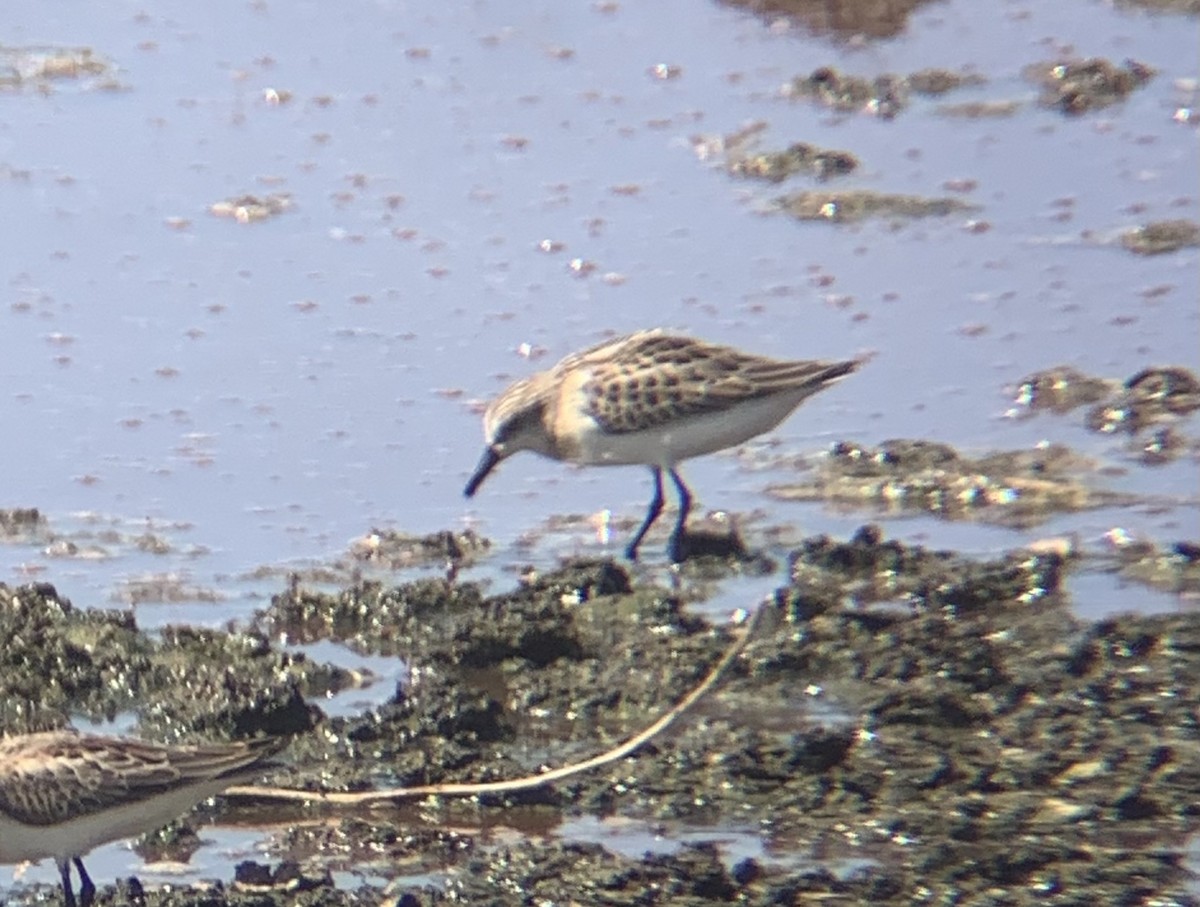 Semipalmated Sandpiper - ML361594141