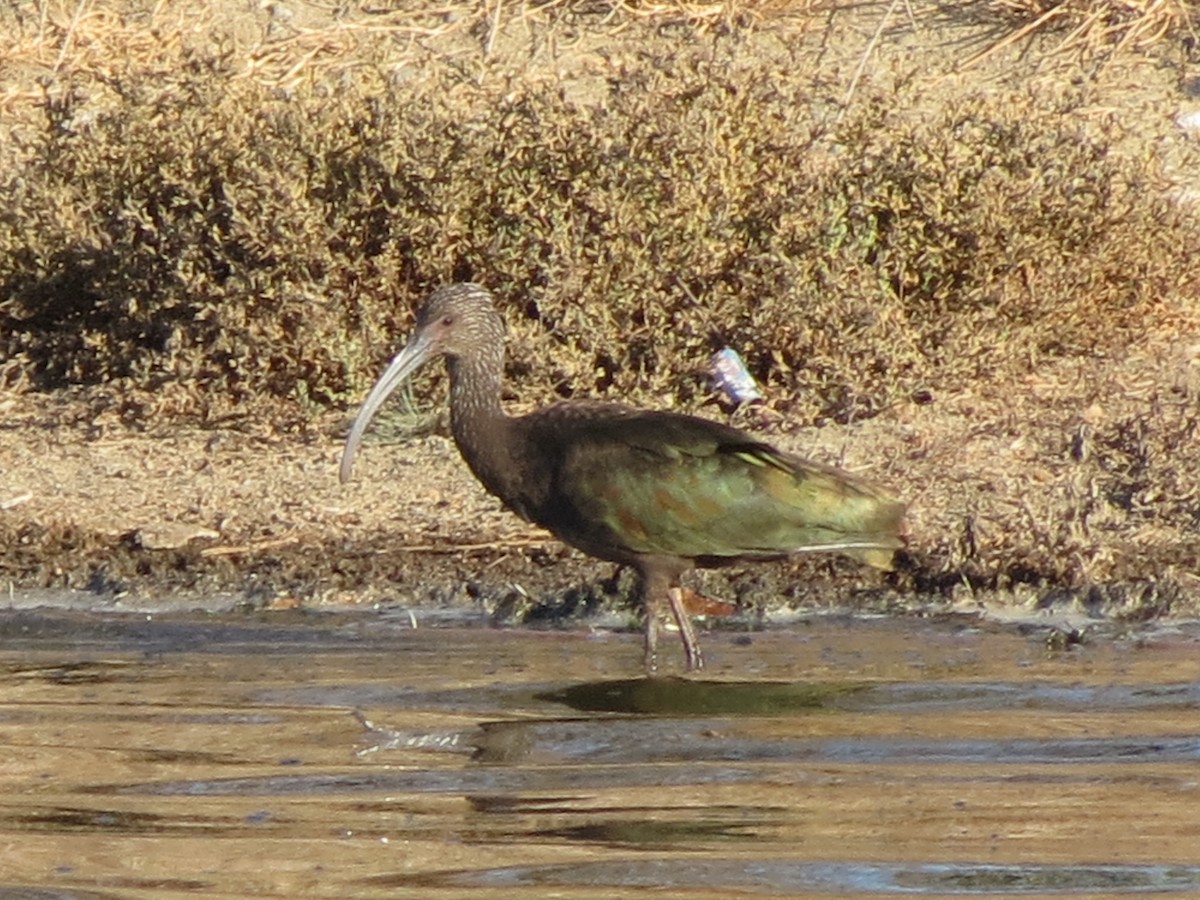 White-faced Ibis - ML36159421