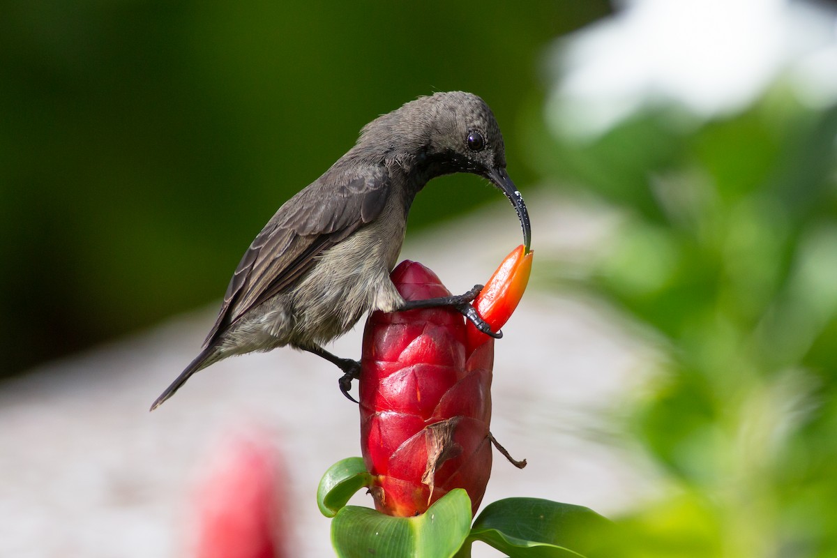 Seychelles Sunbird - ML361594411