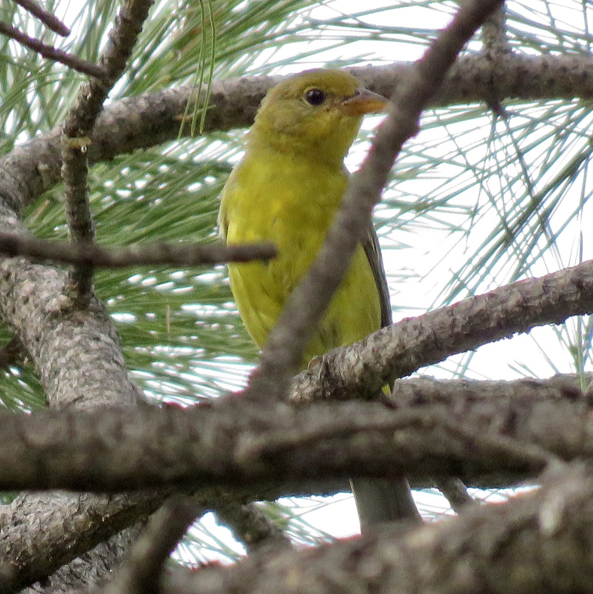 Western Tanager - ML361595781