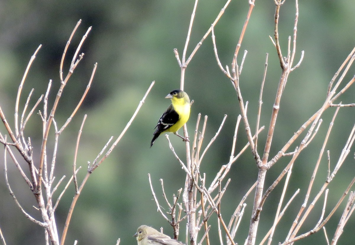 Lesser Goldfinch - ML361595851