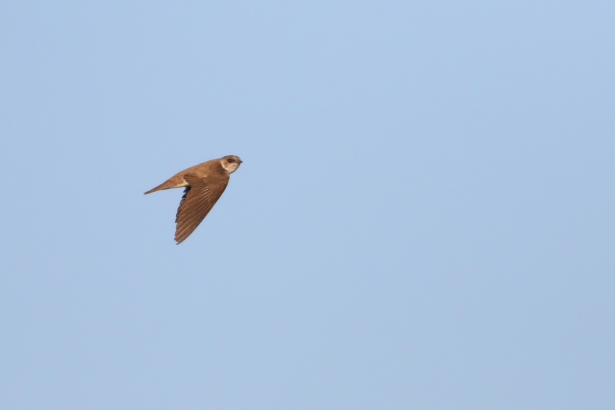 Bank Swallow - Jeff Ellerbusch