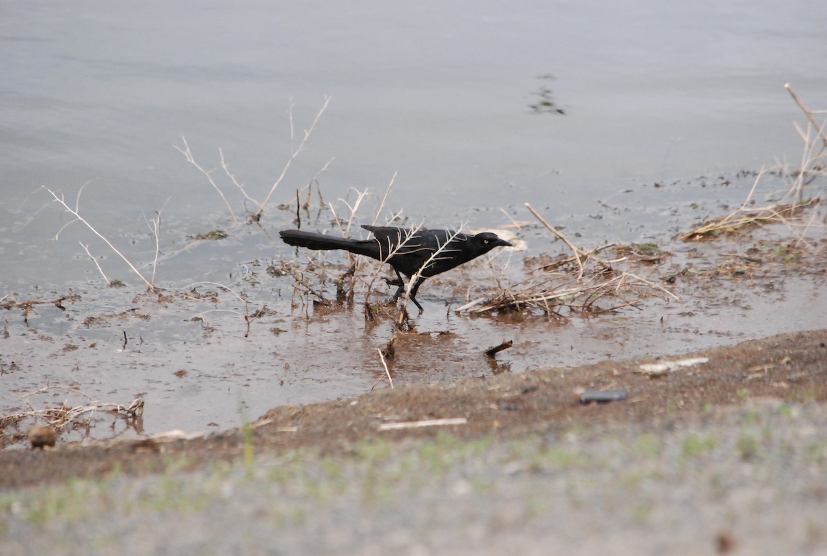 Great-tailed Grackle - Noel Zaugg