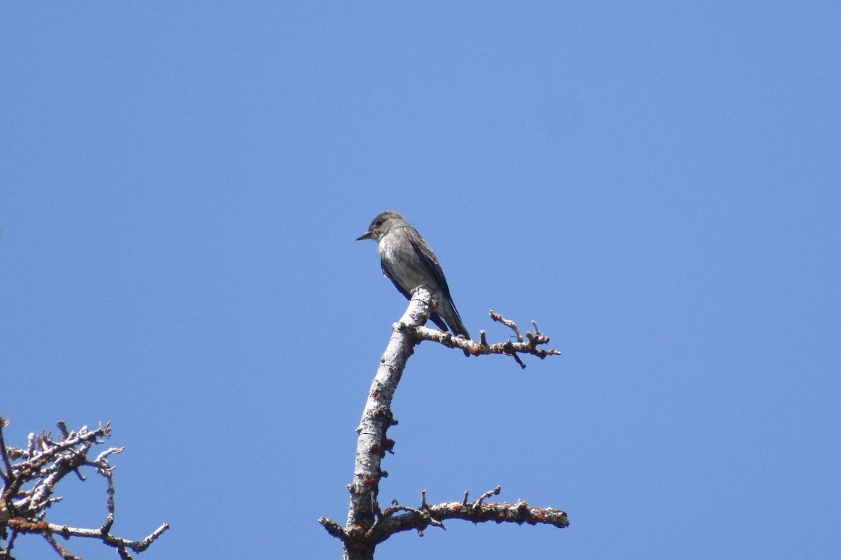 tyranovec severský - ML361598561