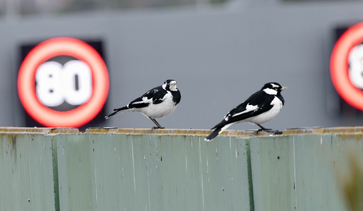 Magpie-lark - ML361599041