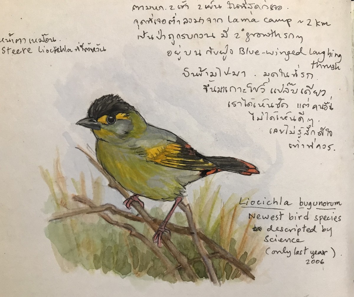 Bugun Liocichla - ML361599241