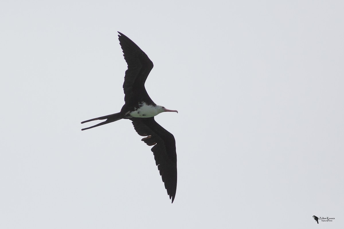 Great Frigatebird - ML361600201