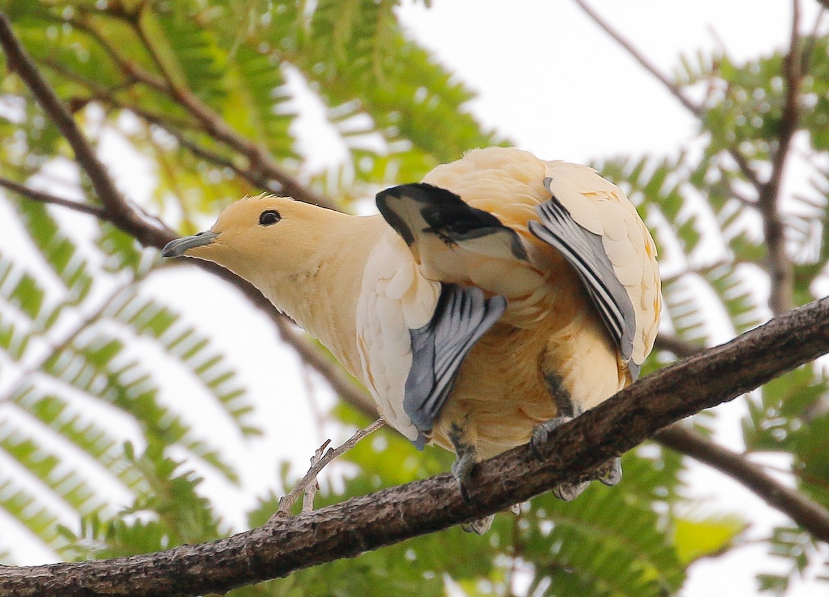 Pied Imperial-Pigeon - Neoh Hor Kee