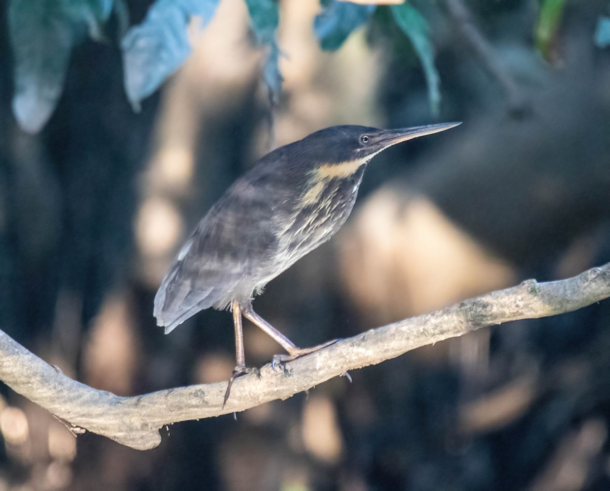 Black Bittern - Craig McQueen