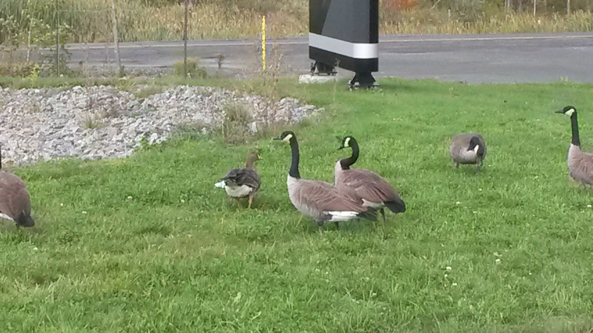 Greater White-fronted Goose - ML36160261