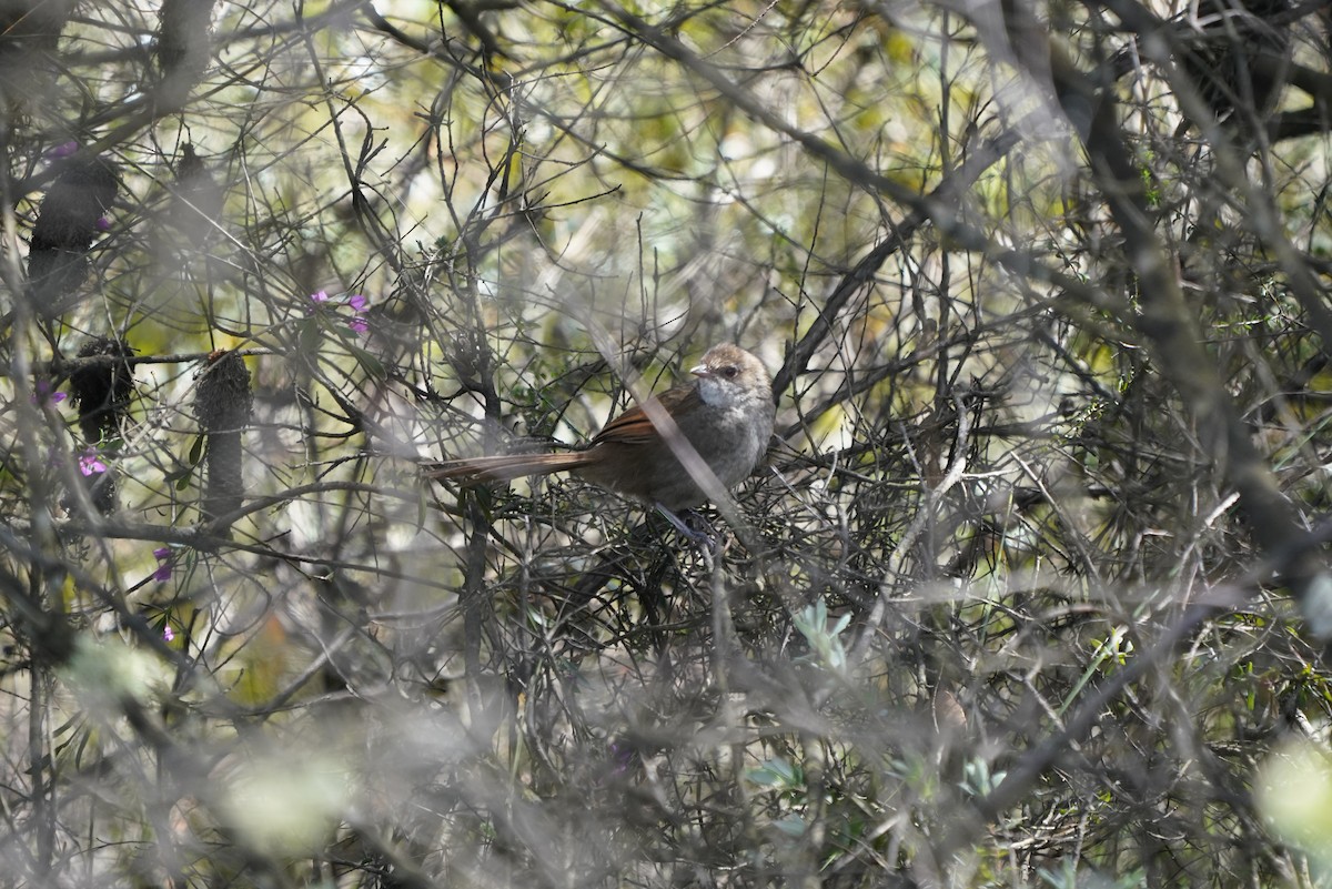 Eastern Bristlebird - ML361603431