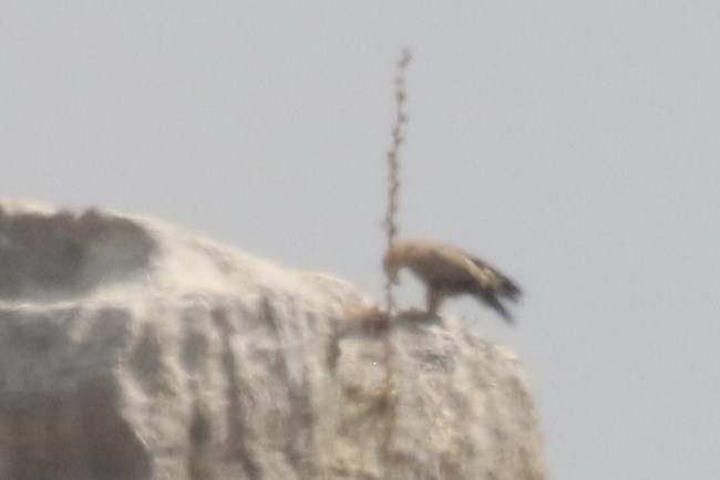 Tawny Eagle - ML361604101