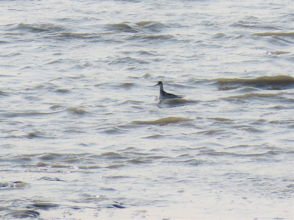 Red-necked Phalarope - Laura Burke