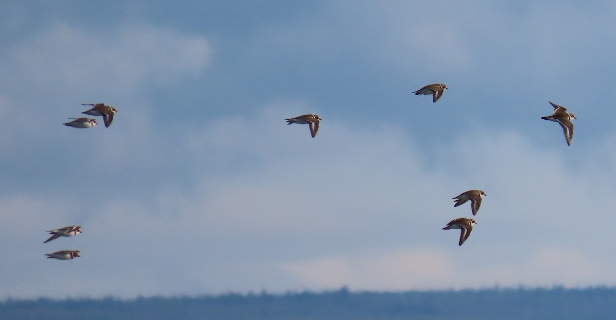 Semipalmated Plover - Laura Burke