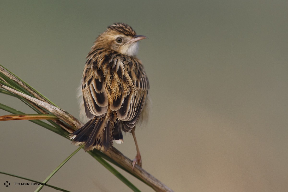 Zitting Cisticola - ML361606401