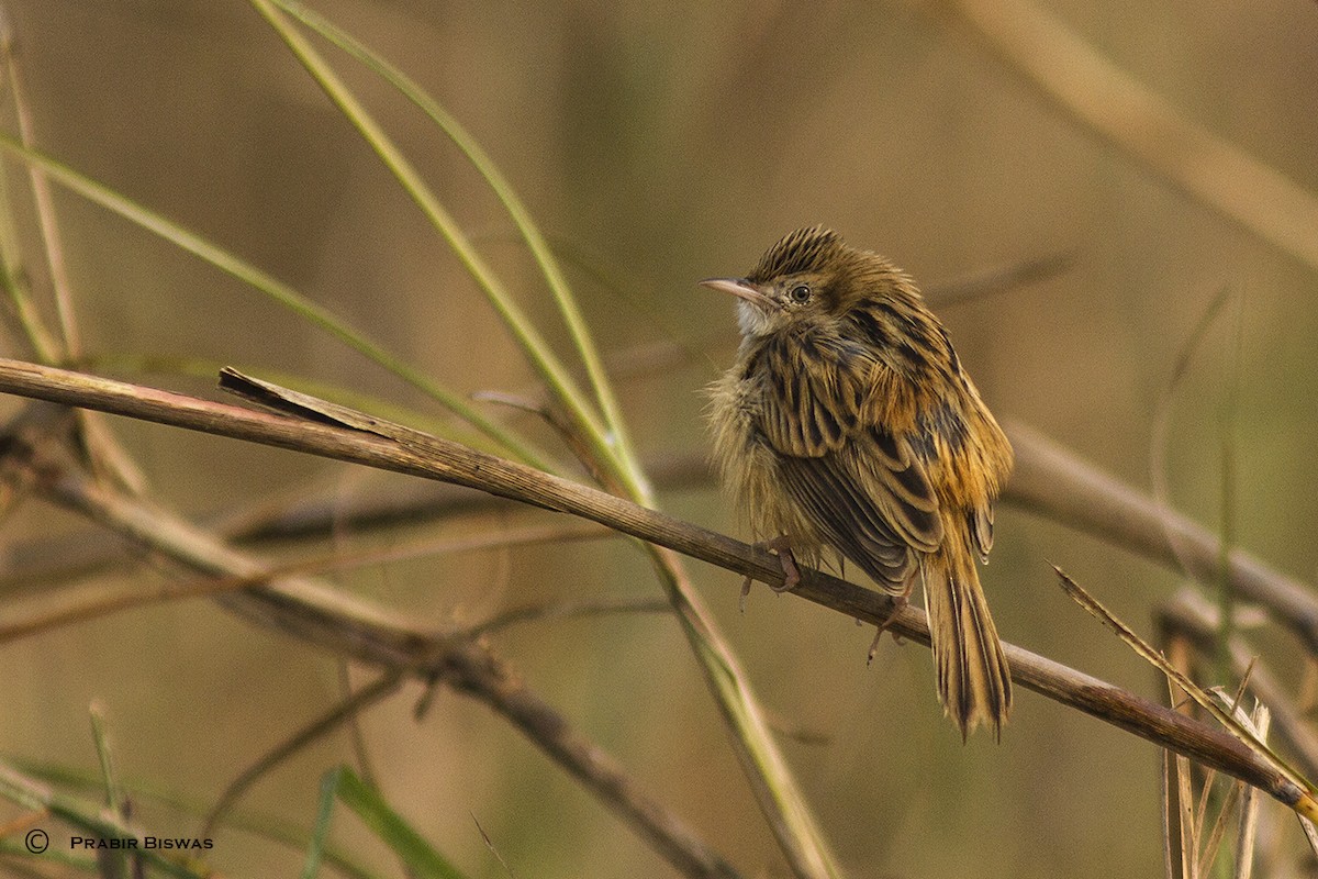 Zitting Cisticola - ML361606411