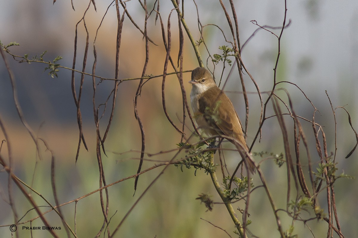 Clamorous Reed Warbler - ML361606491