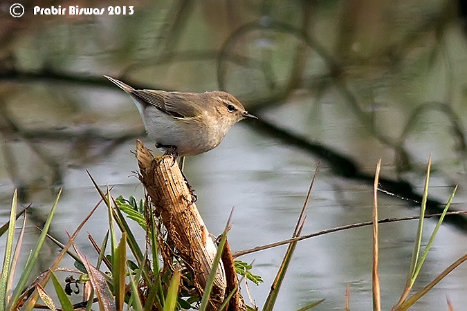 Dusky Warbler - Prabir Biswas