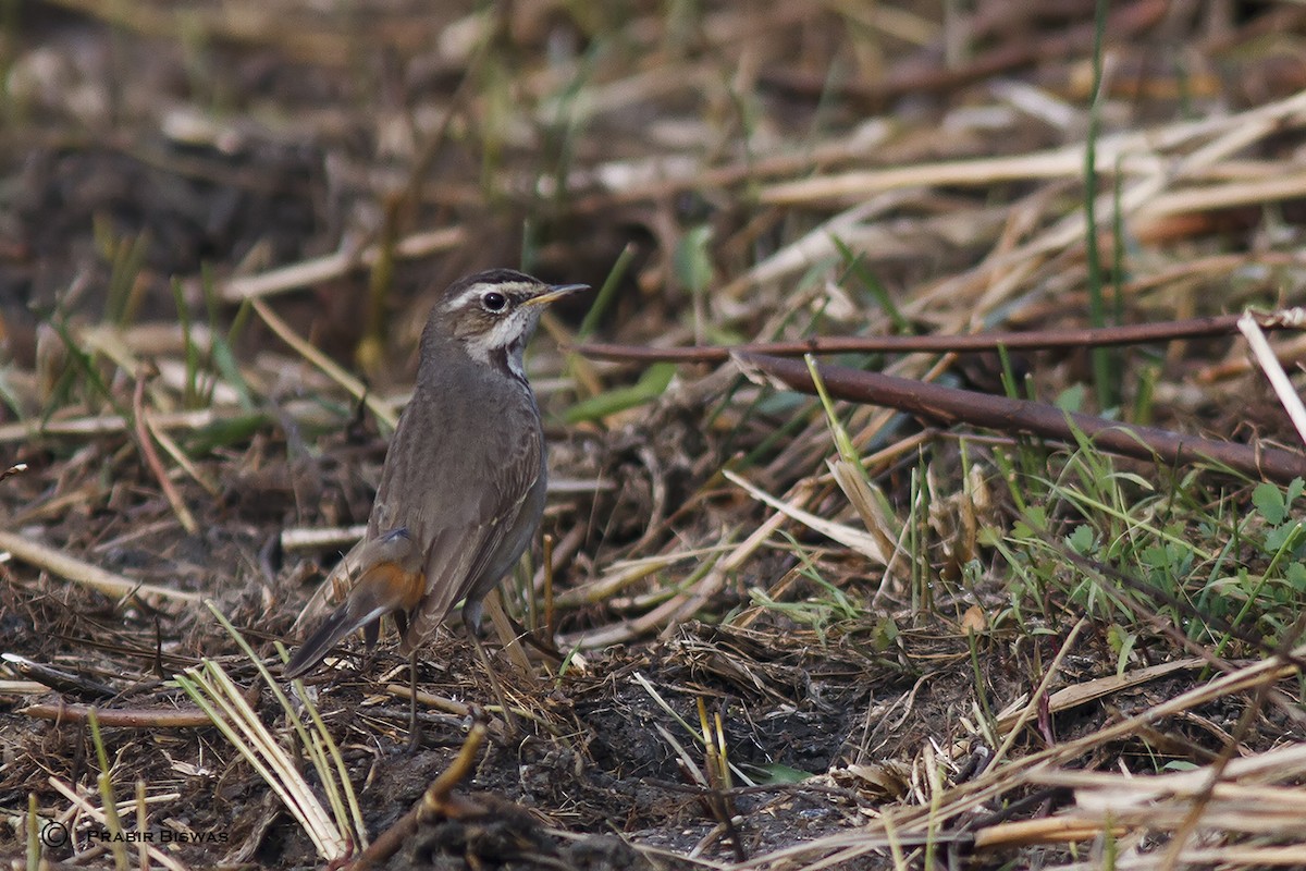 Bluethroat - Prabir Biswas